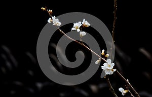 White prunus salicina flowers