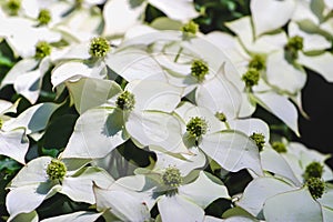 White pseudoflowers and green flowers of the Chinese Dogwood, Asian Dogwood, Cornus kousa photo