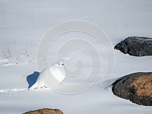 White Ptarmigan walking in a snowy landscape