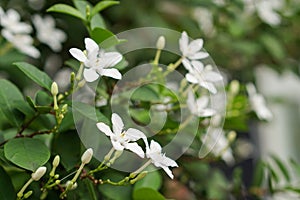 White pud flower blue sky sun light morning