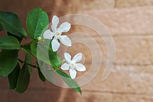 White pud flower blue sky sun light morning