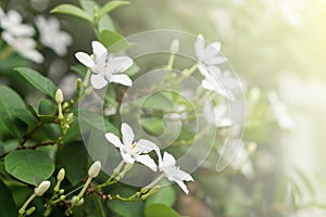 White pud flower blue sky sun light morning photo