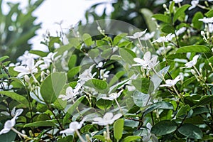 White pud flower blue sky sun light morning photo