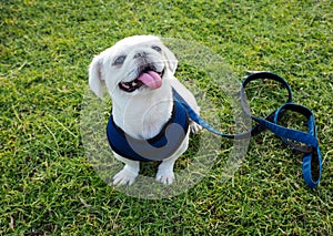 The white pug dog with leash sitting on the green grass.