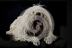 White Puli lying in a dark background