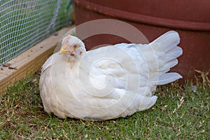 White pullet chicken hen resting in the coop