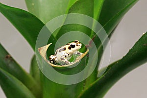 White pumilio Poison Dart frog photo