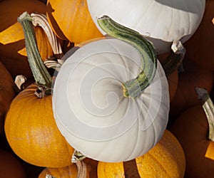White pumkin pile