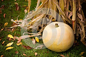 White Pumpkin