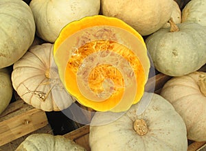 White pumpkin marrow vegetable