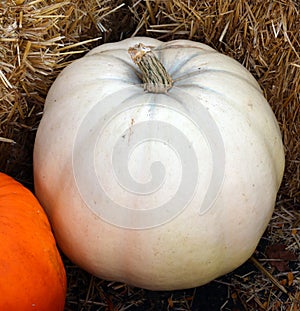 White Pumpkin Nestled in Hay Bales