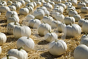 White pumpkin patch