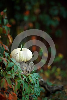White Pumpkin on Rustik Background. Natural Photo