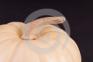 White Pumpkin Stem