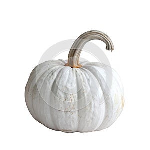 A White Pumpkin with a Twisted Stem
