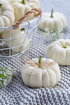 White pumpkings in basket on cozy blanket for Thanksgiving