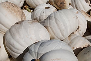 White Pumpkins photo