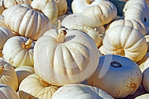 White Pumpkins