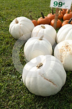 White Pumpkins