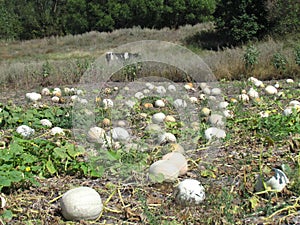 White pumpkins