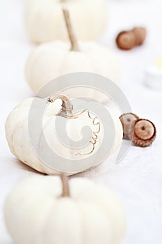 White Pumpkins and Acorns photo