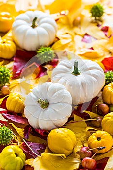 White pumpkins with autumn leaves and fruits for Thanksgiving
