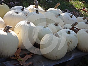 White pumpkins on display outside at a farm market