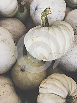 White pumpkins for Halloween