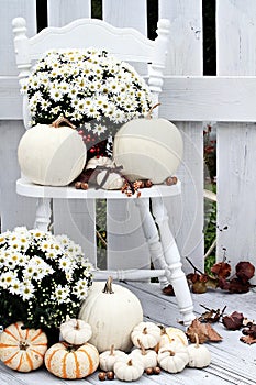 White Pumpkins and Mums photo