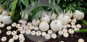 White Pumpkins, small and large