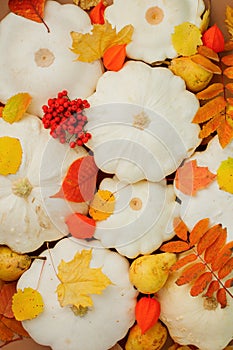 White pumpkins squash and bright foliage leaves - autumn seasonal Holiday background, Thanksgiving, Halloween, Harvesting concept,