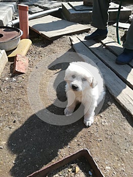 White puppie sitting