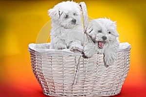 white puppies in a White Basket