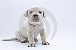 A white puppy