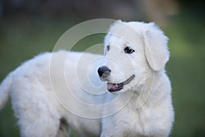 White puppy