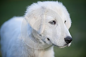 White puppy