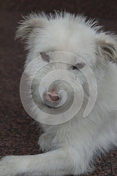 White puppy