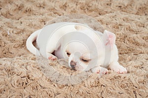 White puppy on bed