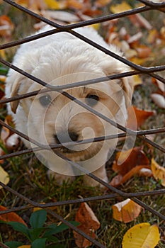 White puppy behind fence