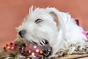White puppy biting a rubber toy, miniature Schnauzer plays with a toy