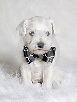 White puppy in bow tie