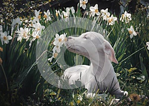 White puppy breathes in the scent of daffodils