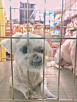 A white puppy dog in the cage of a pet store. Looks sad and unhappy.