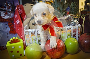 White Puppy Dressed in Holiday Bow