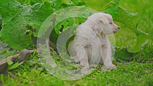 White puppy in green grass