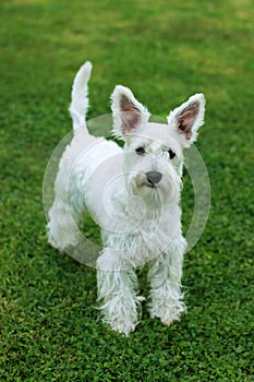 White puppy on green grass