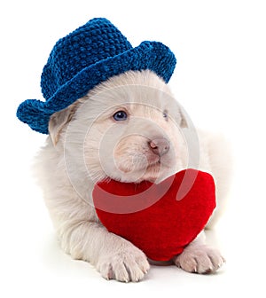 White puppy in a hat with a heart