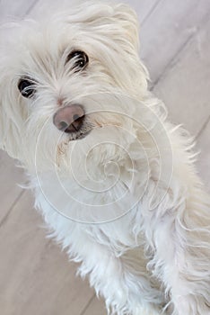 White puppy maltese dog