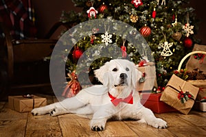 White Puppy Retriever lying down under Christmas Tree as Gift. Dog with Red Bow Tie in Home Room Decorated for New Year