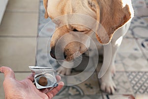 White puppy sitting in kitchen and looking at tablet his owner is going to give it.